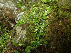 Epilobium nerteroides