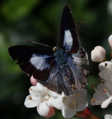 Eirmocides consimilis