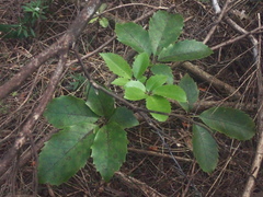 Pseudopanax arboreus