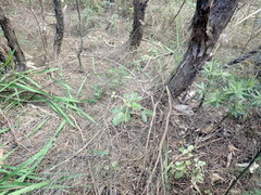 Pseudopanax arboreus