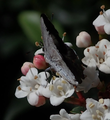 Eirmocides consimilis