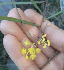Acacia iteaphylla