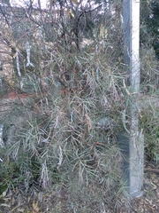 Acacia iteaphylla