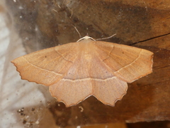Gerinia honoraria