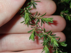 Kunzea ambigua
