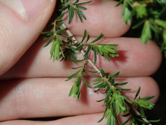 Kunzea ambigua
