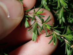 Kunzea ambigua