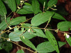 Helicteres