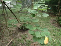 Hibiscus glandulifer
