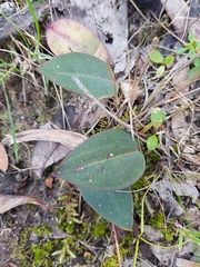 Cryptostylis