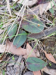 Cryptostylis