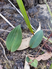 Cryptostylis