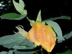 Hibiscus glandulifer