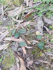 Cryptostylis
