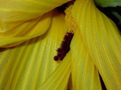 Hibiscus glandulifer