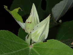 Hibiscus glandulifer