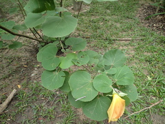 Hibiscus glandulifer
