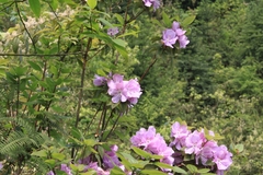 Rhododendron ovatum