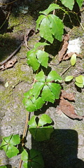 Tetrastigma obtectum