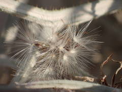 Chondrilla ramosissima