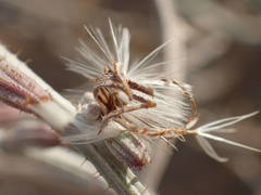 Chondrilla ramosissima