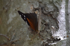 Historis acheronta
