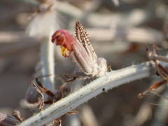 Chondrilla ramosissima