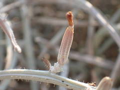 Chondrilla ramosissima