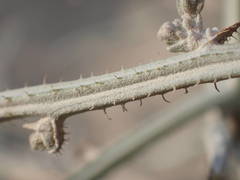 Chondrilla ramosissima