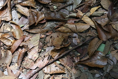Ingerophrynus divergens