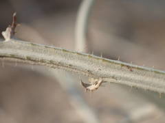 Chondrilla ramosissima
