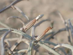 Chondrilla ramosissima