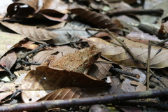 Ingerophrynus divergens