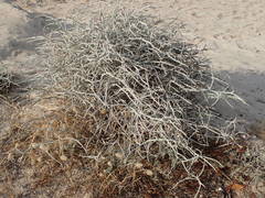 Chondrilla ramosissima