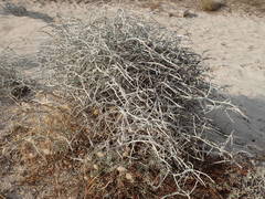 Chondrilla ramosissima