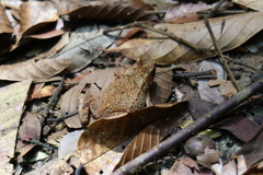Ingerophrynus divergens