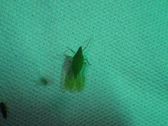 Rhynchomitra microrhina