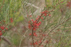 Allocasuarina muelleriana