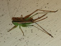 Conocephalus saltans