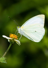 Leptophobia aripa aripa