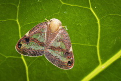 Parapiromis translucida