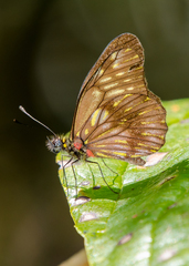 Catasticta ctemene