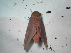 Citheronia sepulcralis