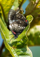 Panthiades paphlagon