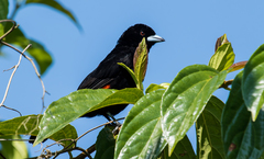 Ramphocelus flammigerus flammigerus