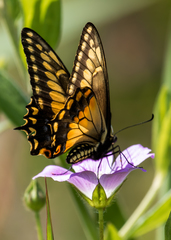 Papilio polyxenes americus