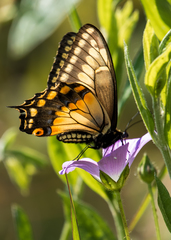 Papilio polyxenes americus