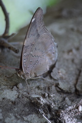 Historis acheronta