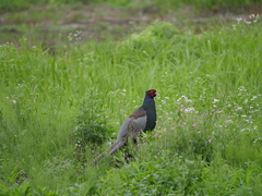 Phasianus versicolor