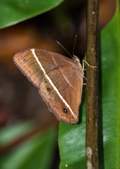 Parataygetis lineata